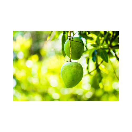 Mango 1