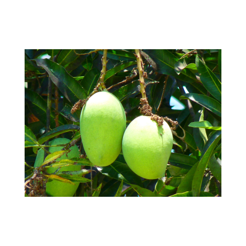 Mango 1